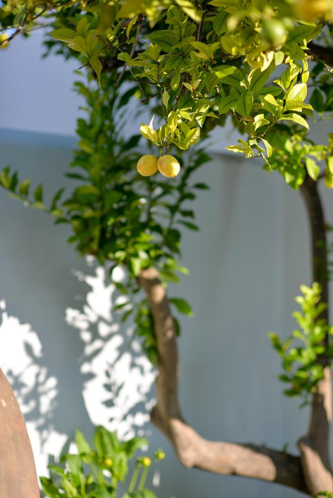 The Green House Alentejo Vila Nova da Baronia 외부 사진